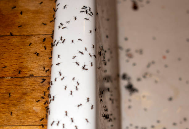 Best Ant Control Services  in Brownsville, LA