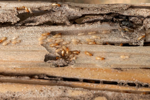 Best Bed Bug Extermination  in Brownsville, LA