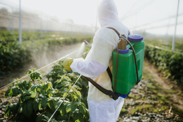 Best Pest Prevention Services  in Brownsville, LA